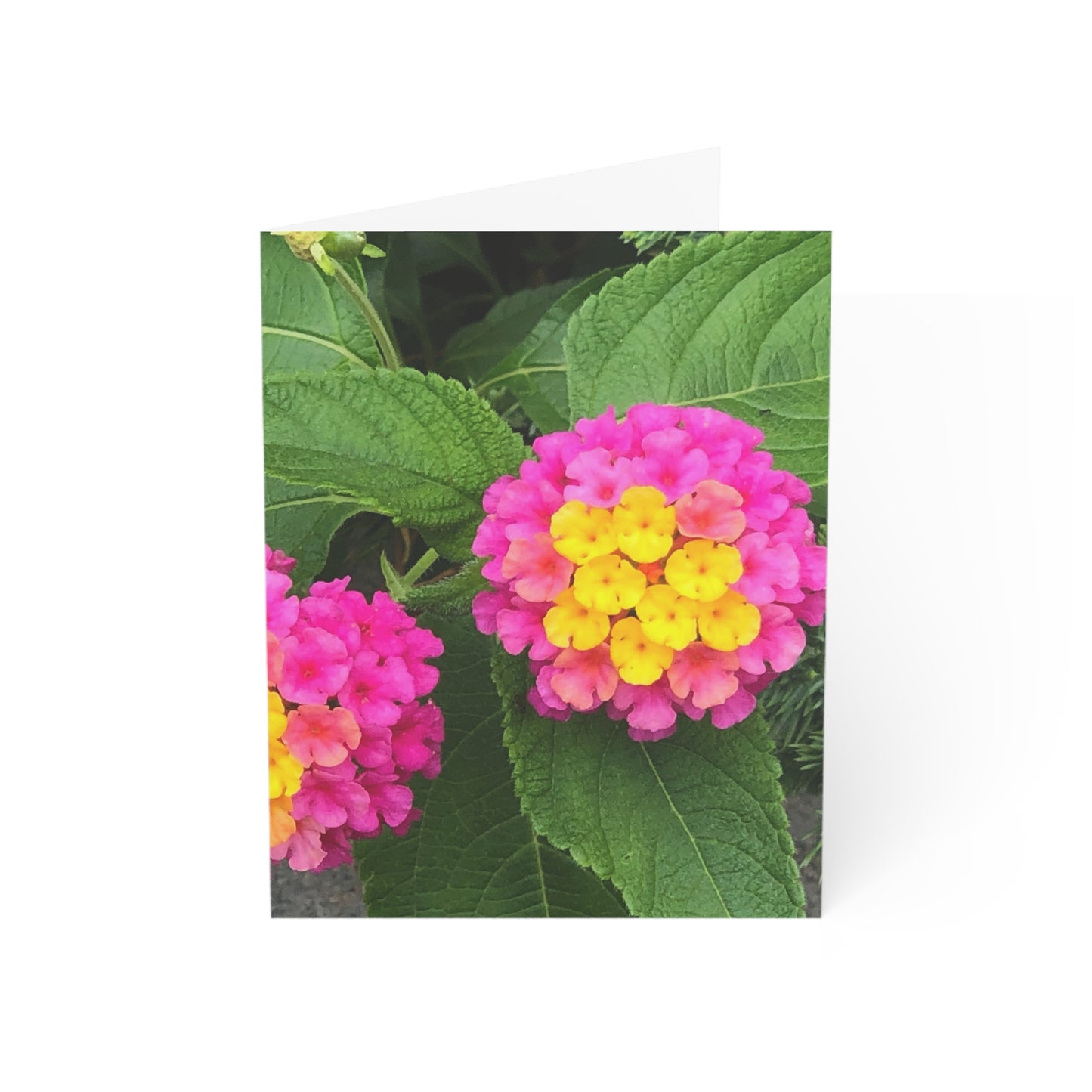 Vertical Spring Bloom Greeting Cards (1, 10, 30, and 50pcs)