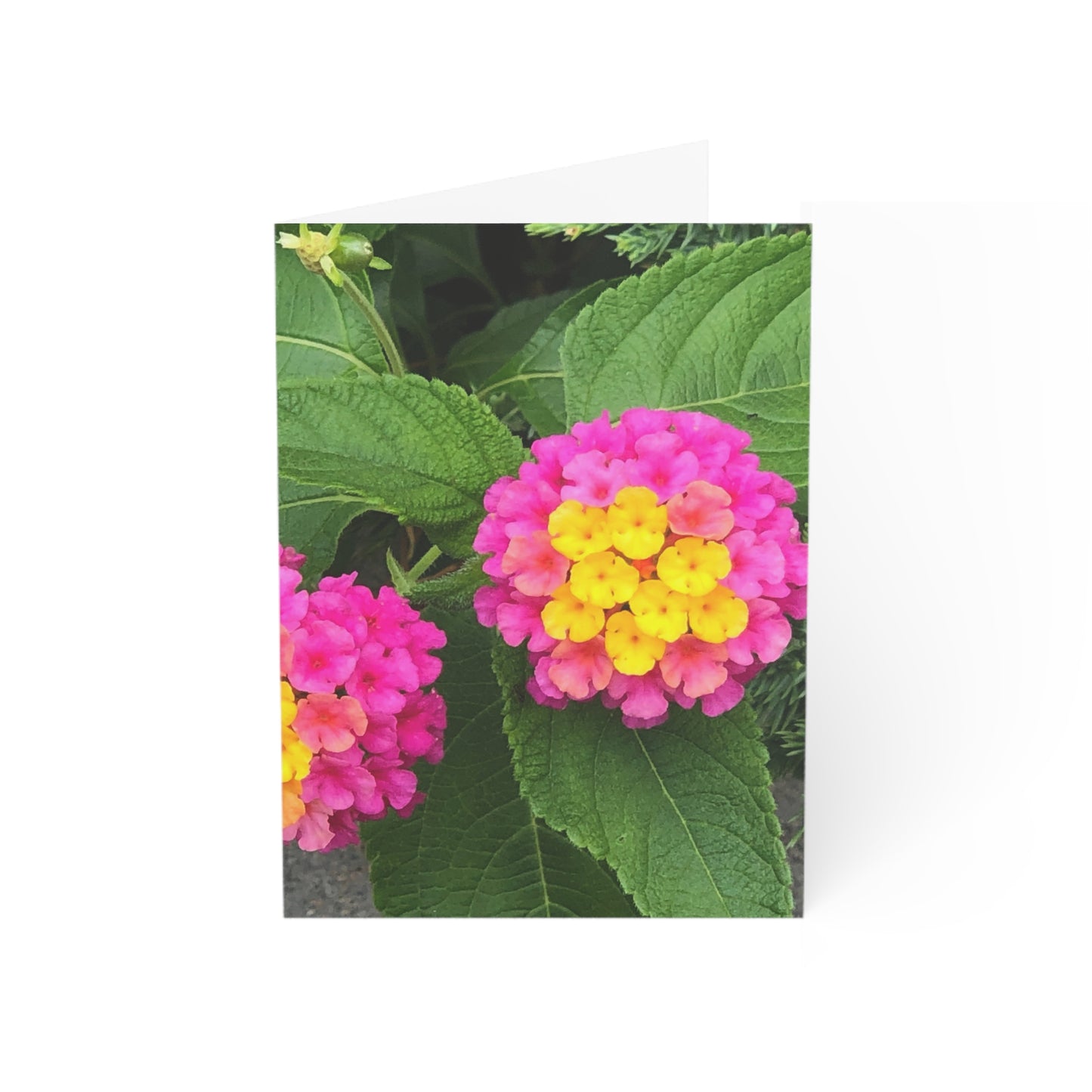 Vertical Spring Bloom Greeting Cards (1, 10, 30, and 50pcs)