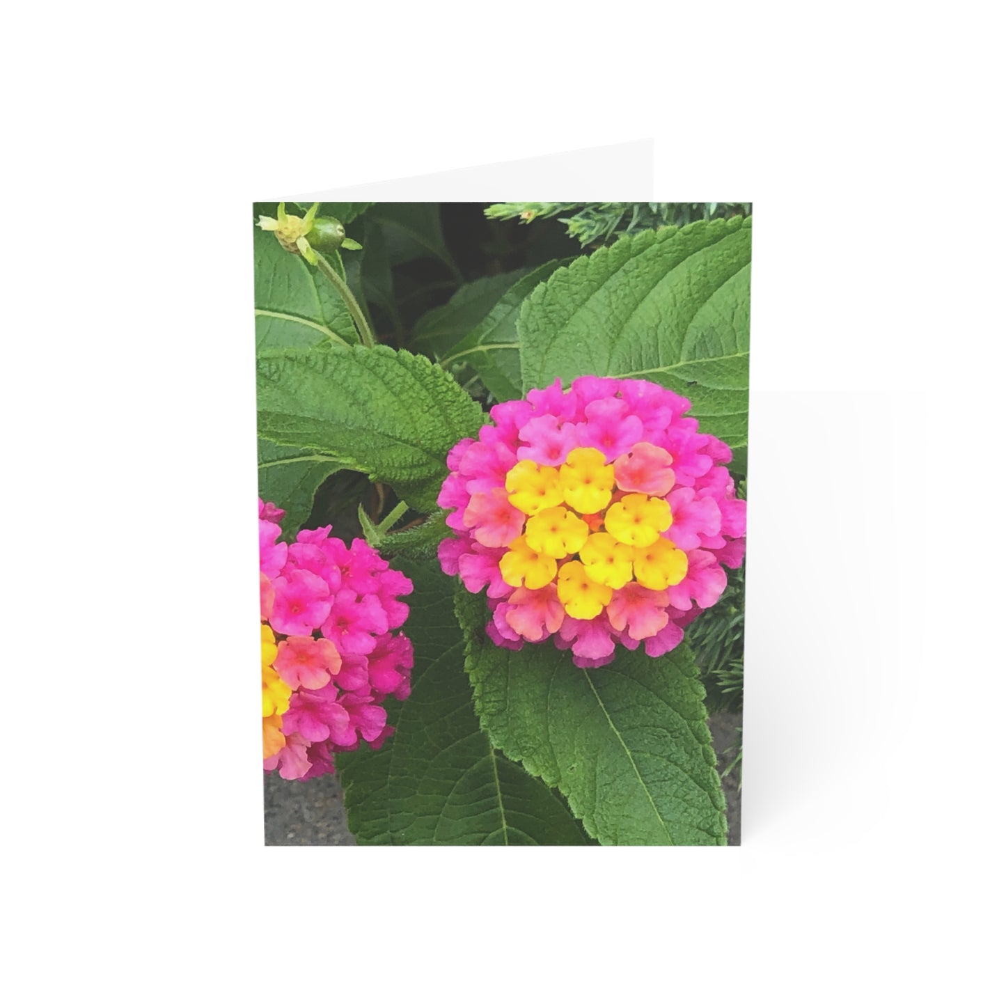 Vertical Spring Bloom Greeting Cards (1, 10, 30, and 50pcs)