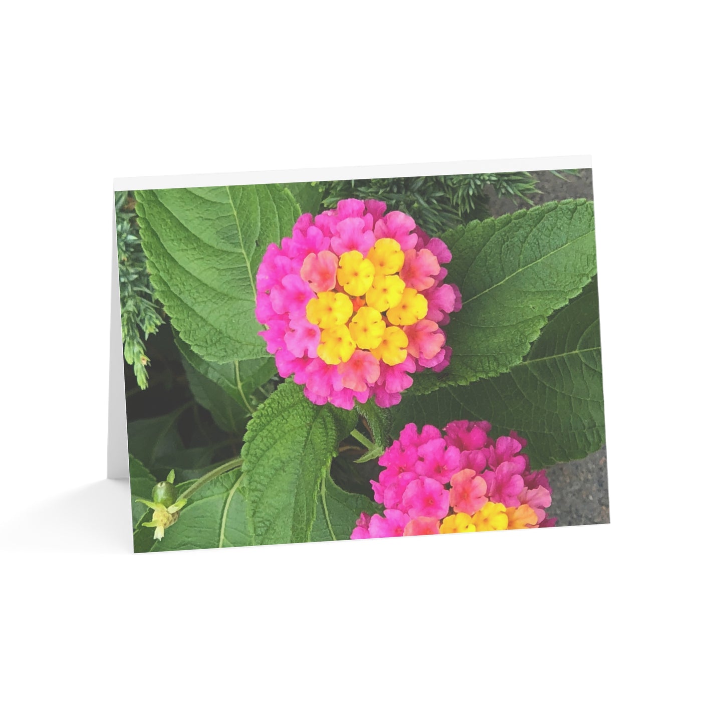 Horizontal Spring Bloom Greeting Cards (1, 10, 30, and 50pcs)