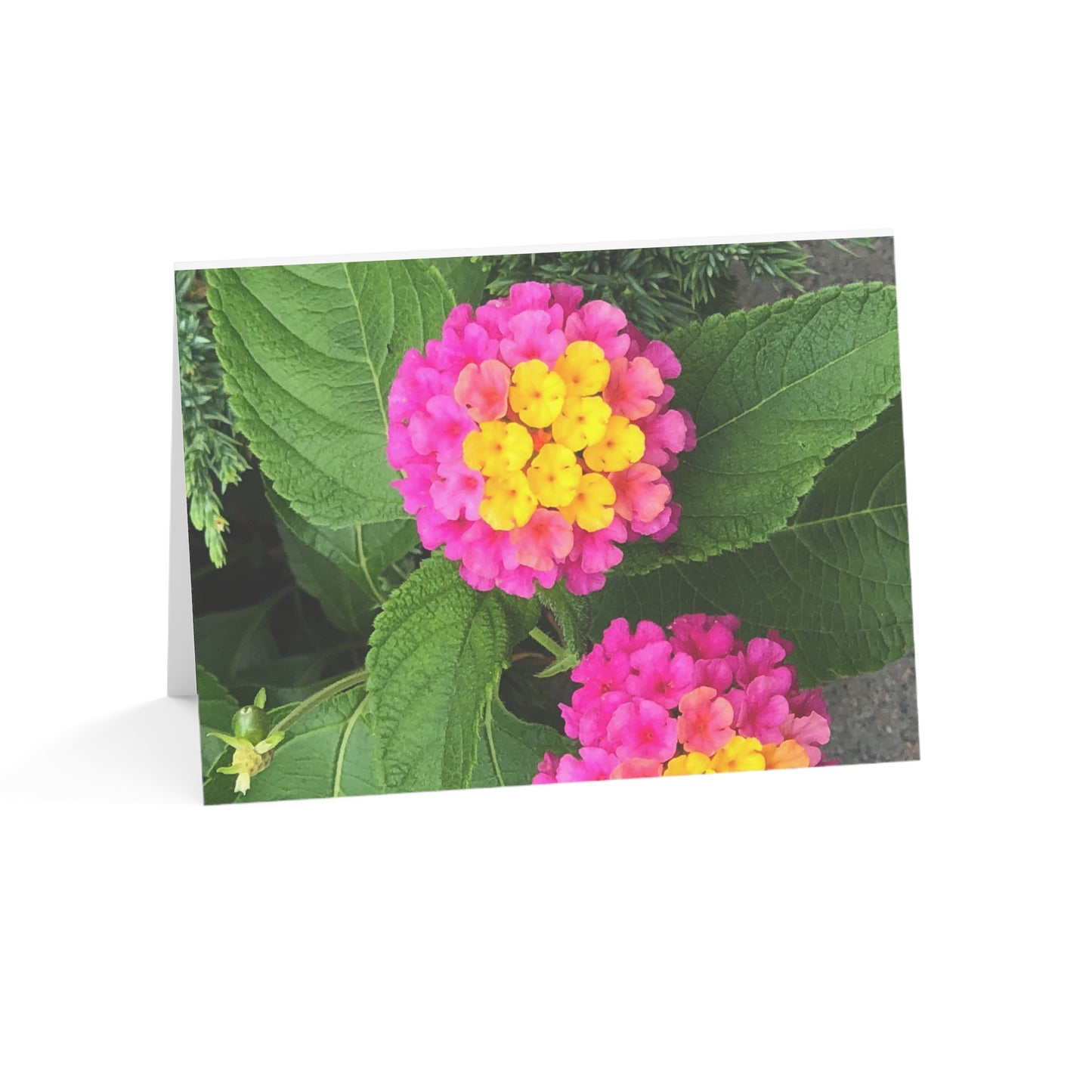 Horizontal Spring Bloom Greeting Cards (1, 10, 30, and 50pcs)