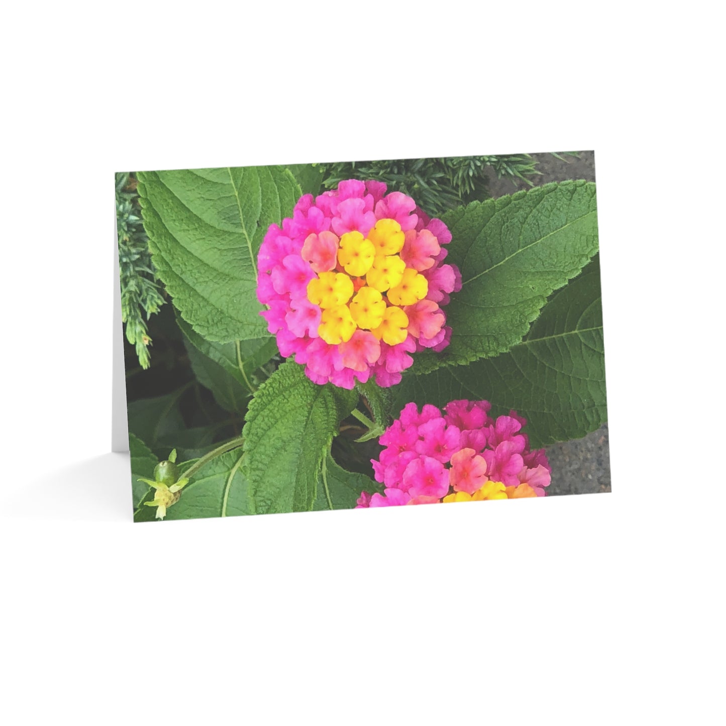 Horizontal Spring Bloom Greeting Cards (1, 10, 30, and 50pcs)