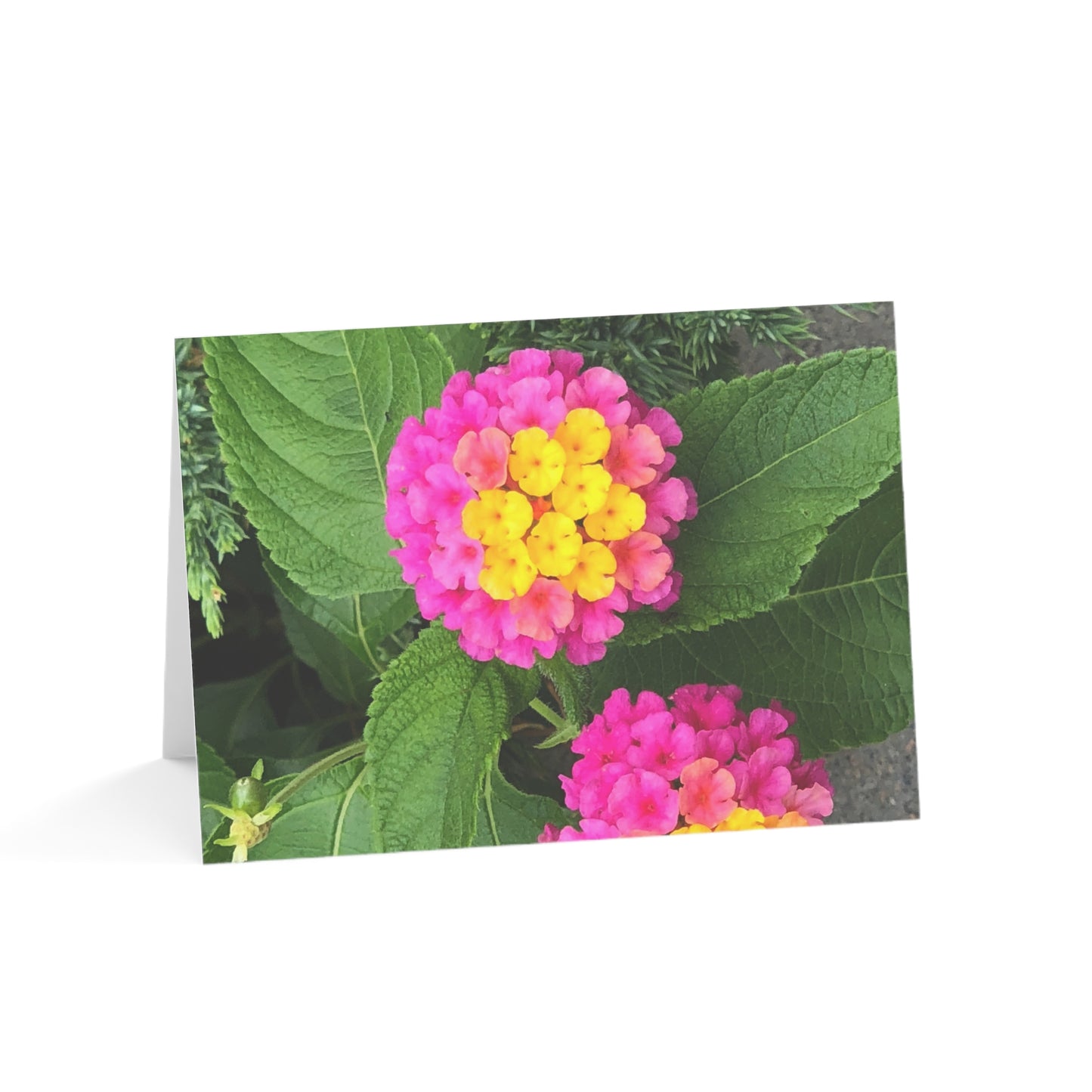 Horizontal Spring Bloom Greeting Cards (1, 10, 30, and 50pcs)