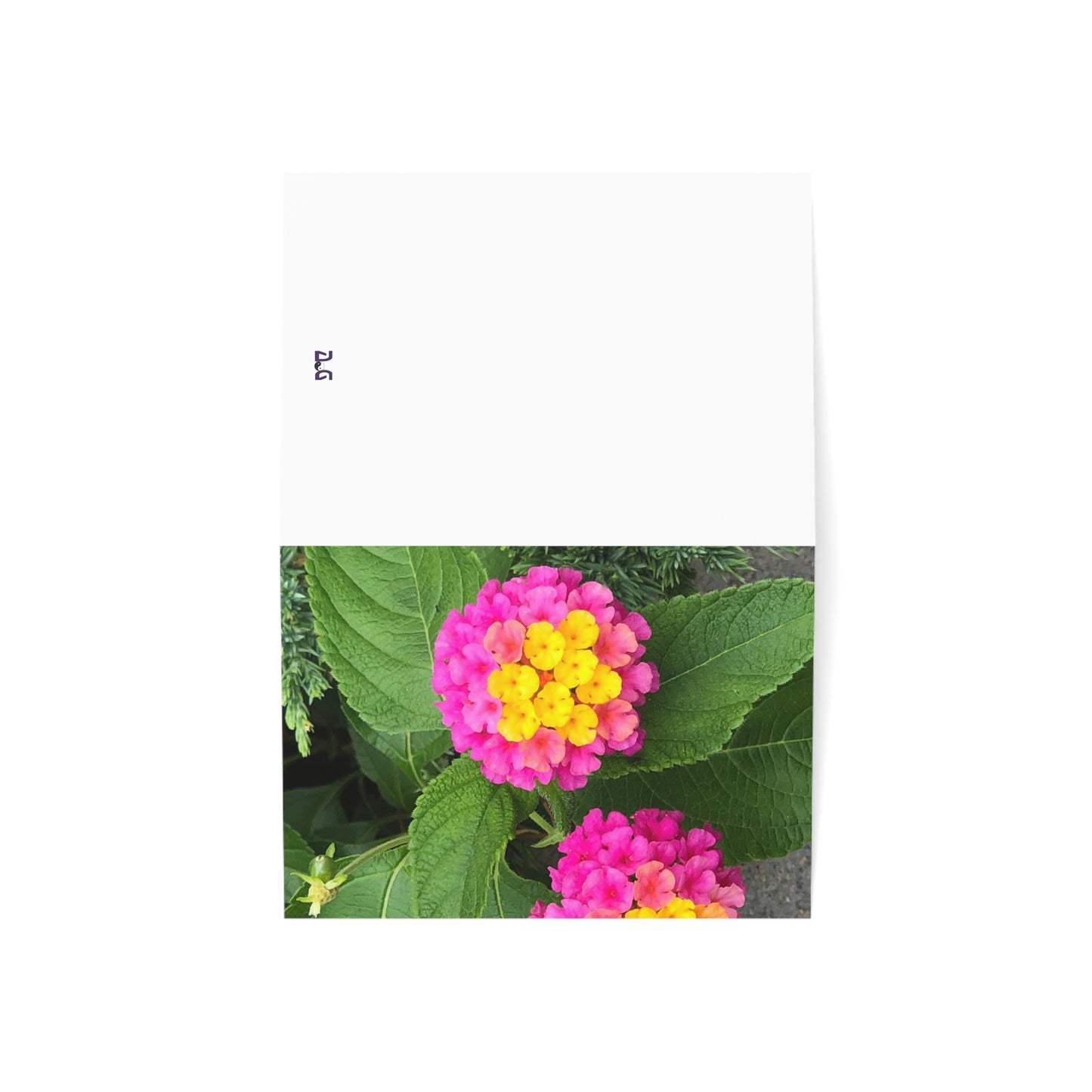 Horizontal Spring Bloom Greeting Cards (1, 10, 30, and 50pcs)